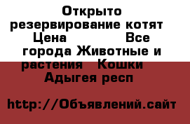 Открыто резервирование котят › Цена ­ 15 000 - Все города Животные и растения » Кошки   . Адыгея респ.